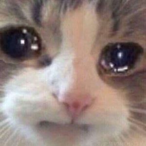 Meet your Posher, Frank